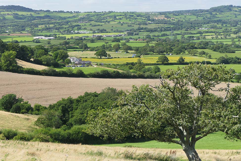 Coppett Hill Camp field Summer from Denhay Hill