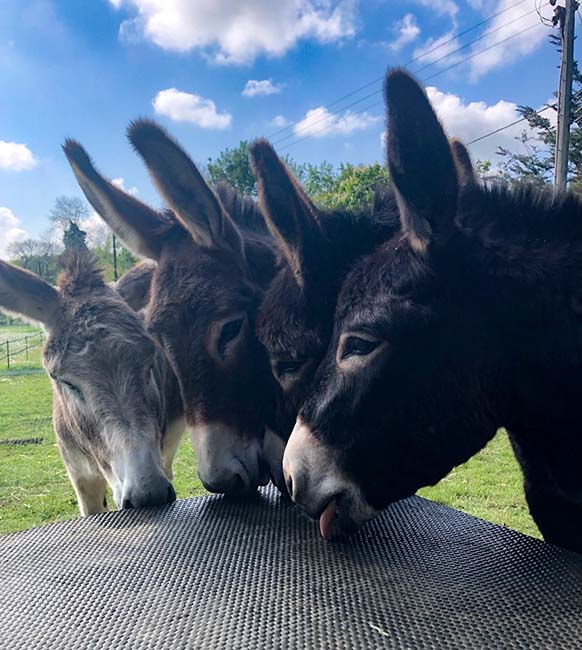 Donkeys at Muddy Mule donkey sanctuary in Mere